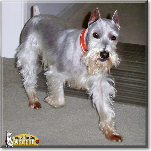 Archie, the Dog of the Day Archie, the Dog of the Day