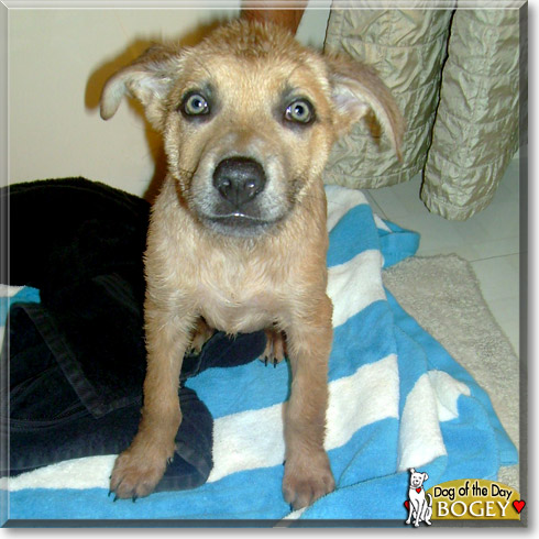 Bogey, the Dog of the Day