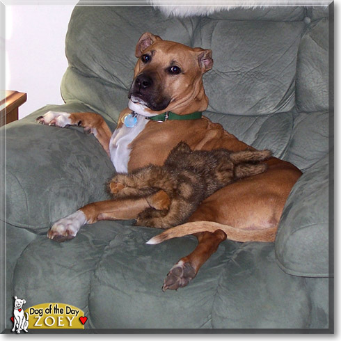 Zoey, the Dog of the Day Zoey, the Dog of the Day