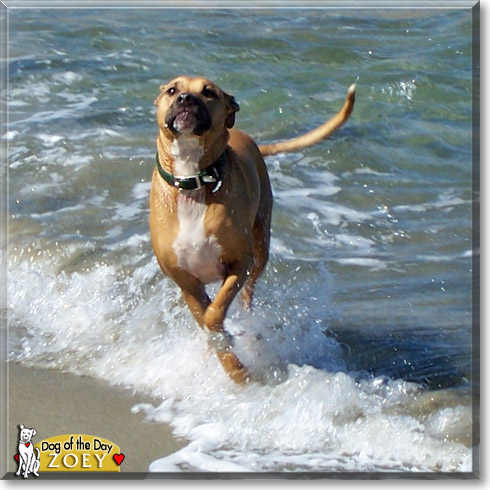Zoey, the Dog of the Day Zoey, the Dog of the Day