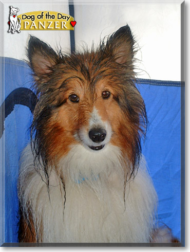Panzer, the Dog of the Day Panzer, the Dog of the Day