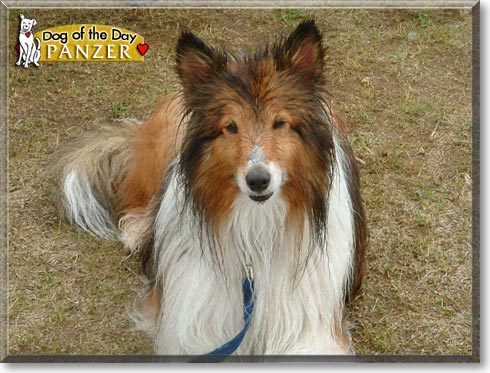 Panzer, the Dog of the Day Panzer, the Dog of the Day