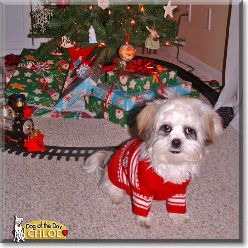 Chloe, the Dog of the Day Chloe, the Dog of the Day