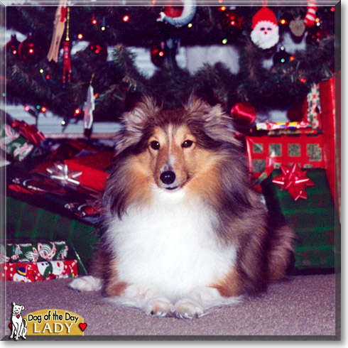 Lady, the Dog of the Day
