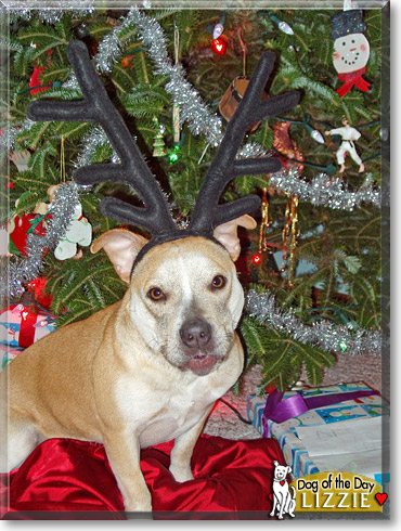 Lizzie, the Dog of the Day
