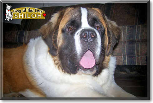 Shiloh, the Dog of the Day