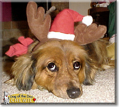 Chewie, the Dog of the Day Chewie, the Dog of the Day