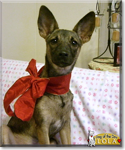 Lola, the Dog of the Day