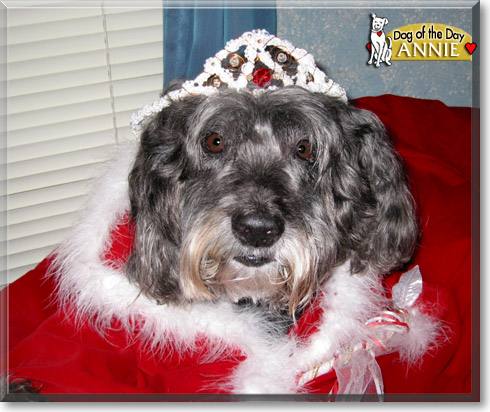 Annie, the Dog of the Day Annie, the Dog of the Day
