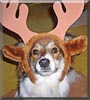Keltiedog
