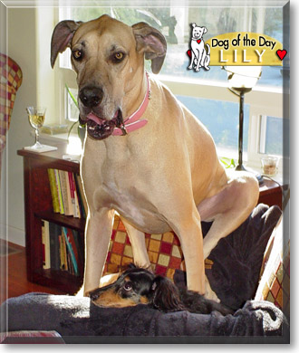 Lily, the Dog of the Day