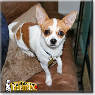 Penina, the Dog of the Day