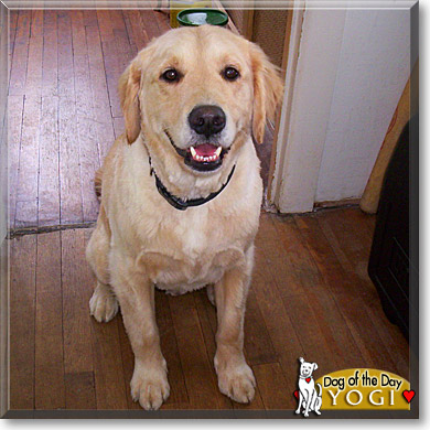 Yogi, the Dog of the Day