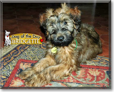 Bridgette, the Dog of the Day