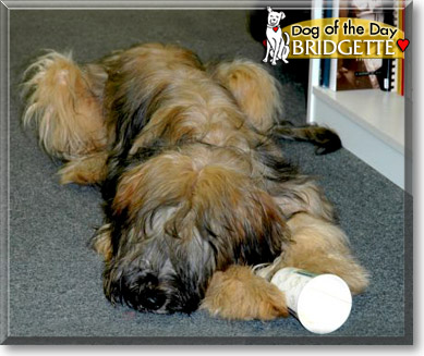Yogi, the Dog of the Day