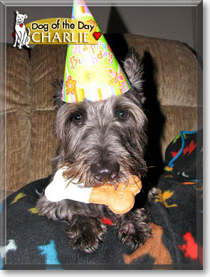 Charlie, the Dog of the Day