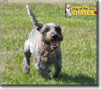 Charlie, the Dog of the Day