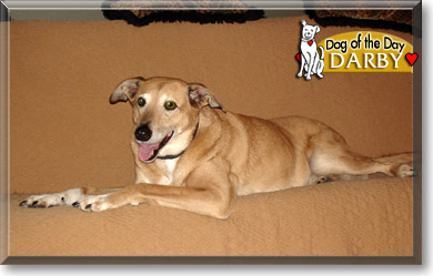 Darby, the Dog of the Day