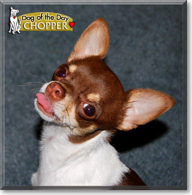Chopper, the Dog of the Day