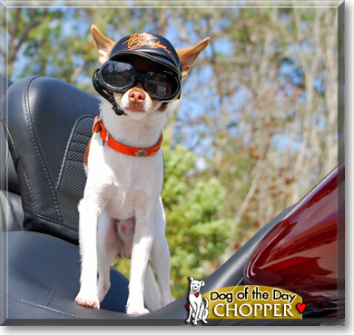 Chopper, the Dog of the Day