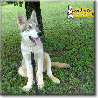 Sky, the Dog of the Day