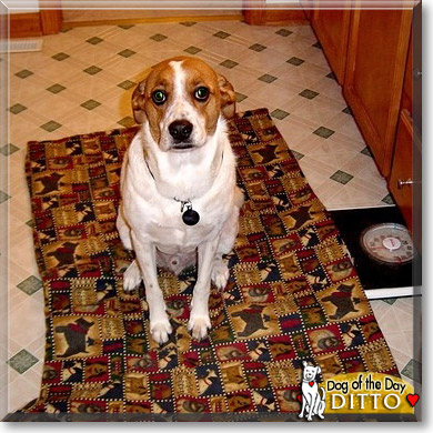 Ditto, the Dog of the Day