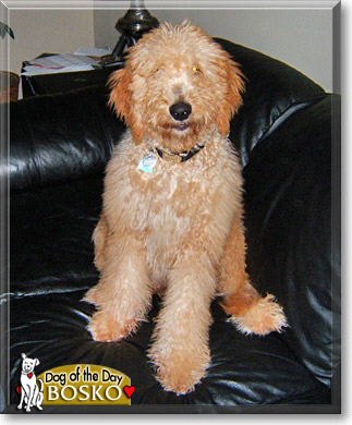 Bosko, the Dog of the Day