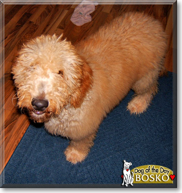 Bosko, the Dog of the Day