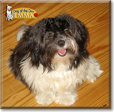 Emma, the Dog of the Day