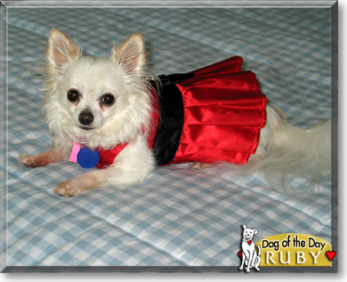 Ruby, the Dog of the Day