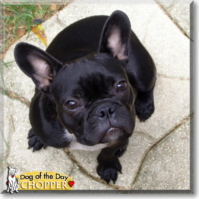 Chopper, the Dog of the Day