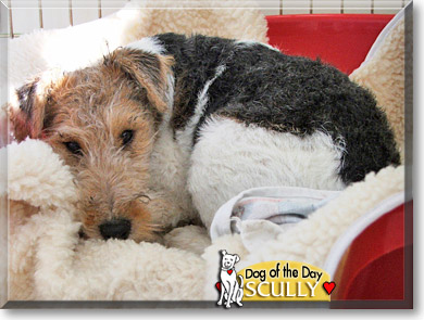 Scully, the Dog of the Day