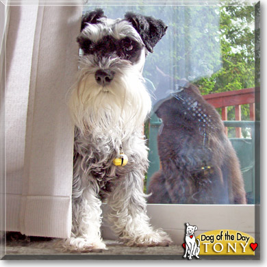 Tony, the Dog of the Day Tony, the Dog of the Day