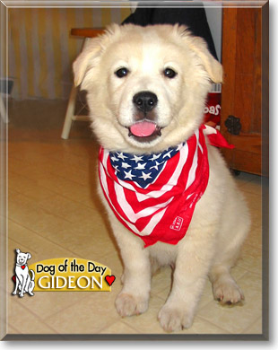 Gideon, the Dog of the Day