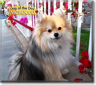 Morocco, the Dog of the Day