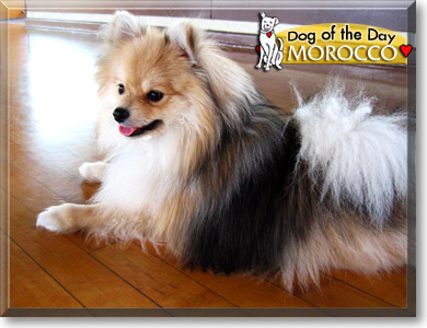 Morocco, the Dog of the Day