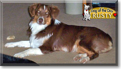 Rusty, the Dog of the Day