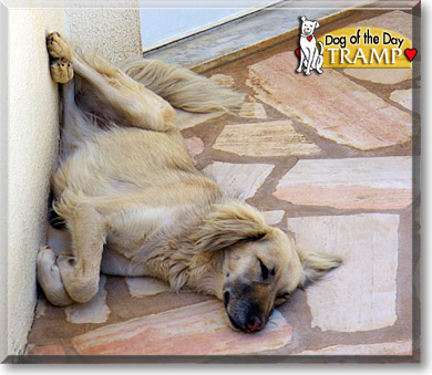 Tramp, the Dog of the Day