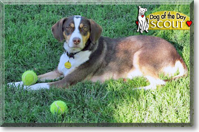 Scout, the Dog of the Day