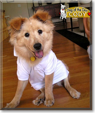 Cody, the Dog of the Day
