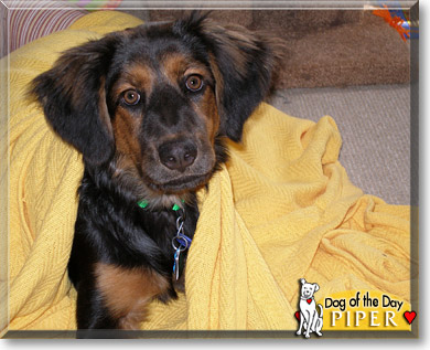 Piper, the Dog of the Day