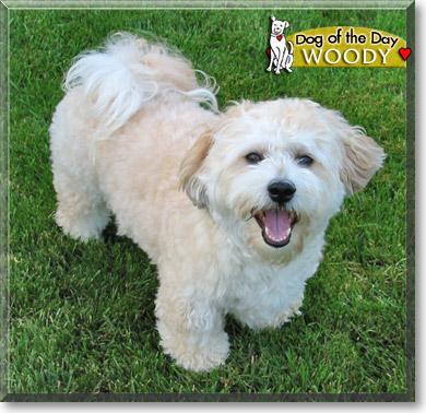 Woody, the Dog of the Day