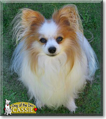 Cassie, the Dog of the Day