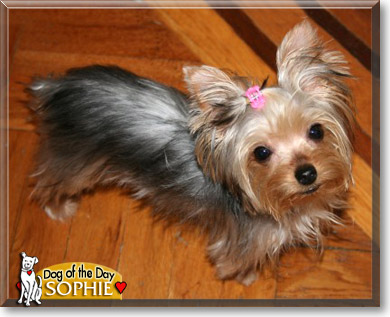 Sophie, the Dog of the Day