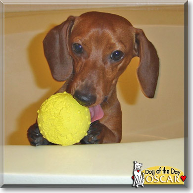Oscar, the Dog of the Day