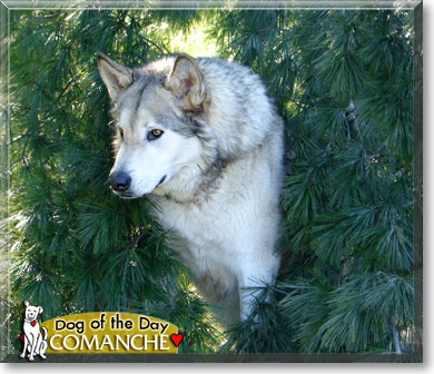 Comanche, the Dog of the Day Comanche, the Dog of the Day
