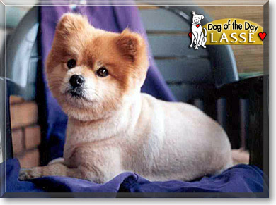 Lassë, the Dog of the Day
