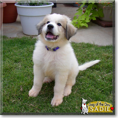 Sadie, the Dog of the Day