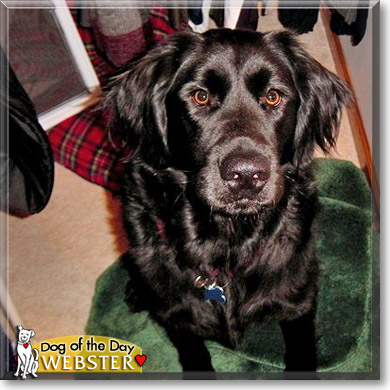 Webster, the Dog of the Day