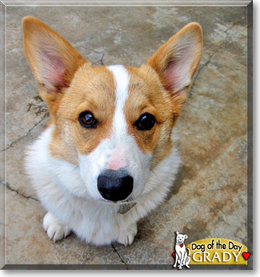 Grady, the Dog of the Day